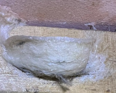 Chim Yến Trưởng Thành: Đẻ Bao Nhiêu Chim Non, Làm Được Bao Nhiêu Tổ Và Sống Được Bao Lâu?